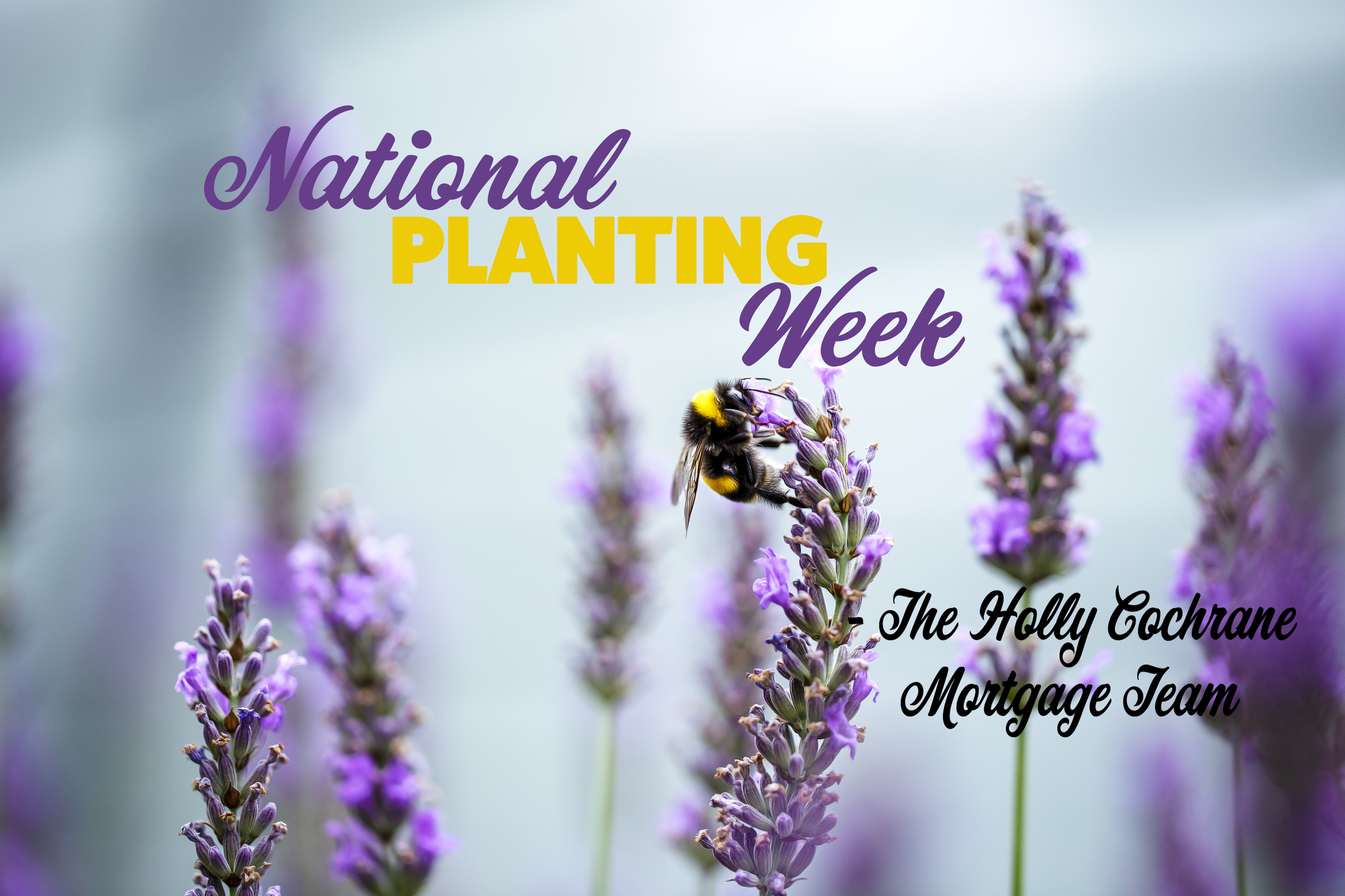 The Importance of National Planting Week from Our Team Member, Lise